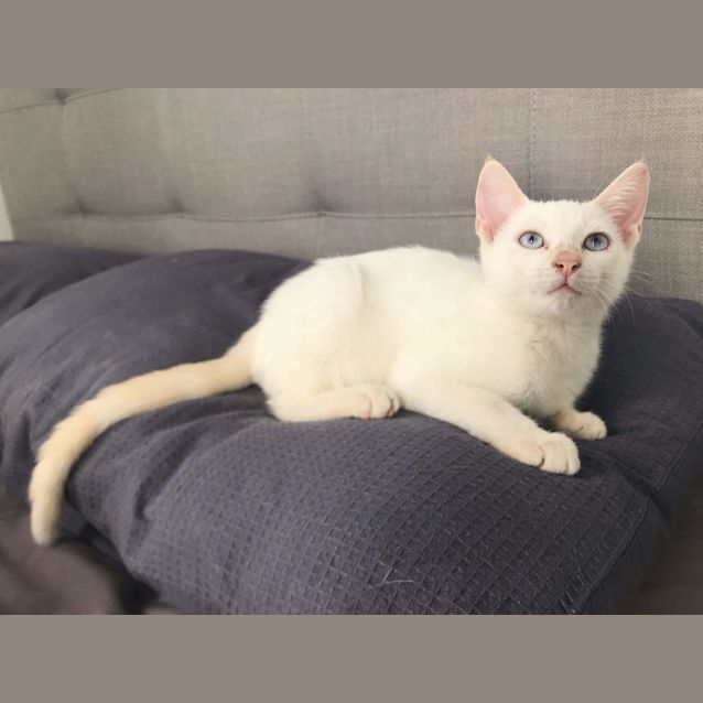 Photo of Delilah