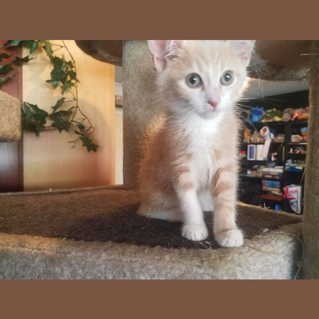 Photo of Tails