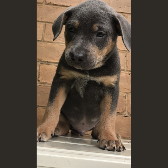 Photo of Scout