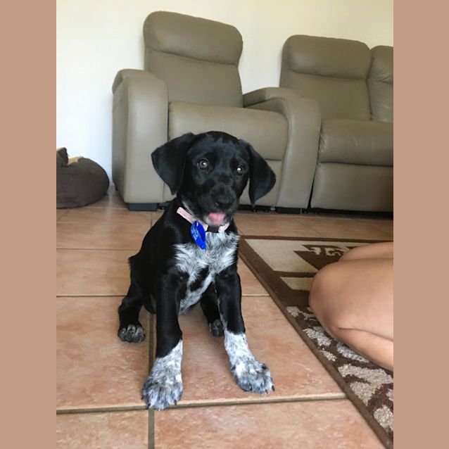 Photo of Pippa ~ Gsp X Cattle Dog (On Trial 23/12/18)