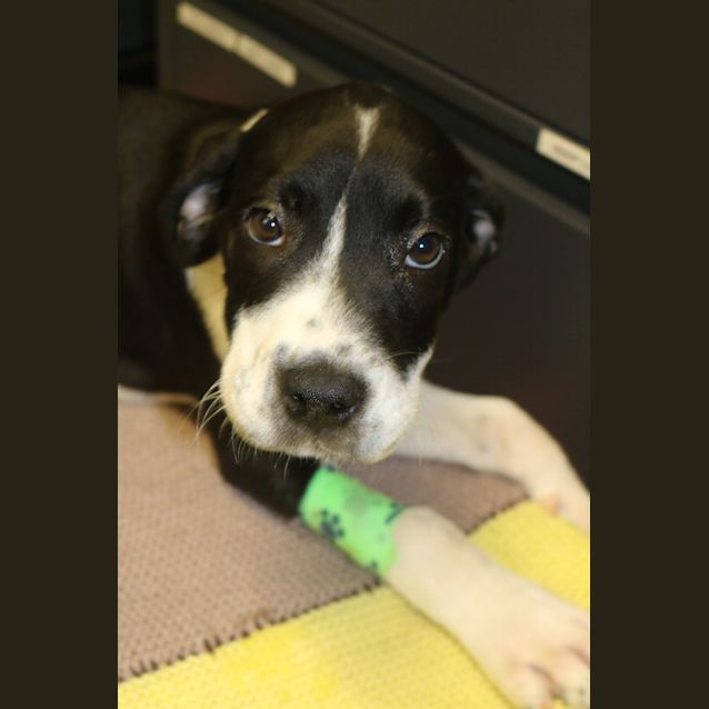 Photo of Dasher