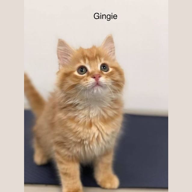 Photo of Gingie