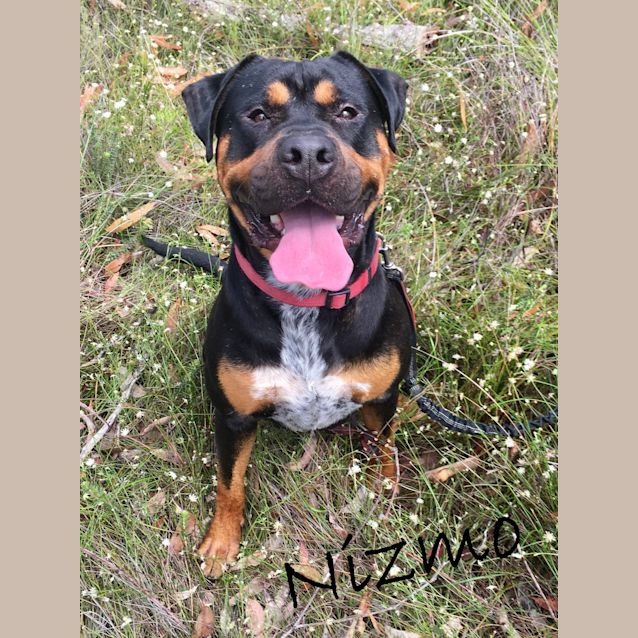 Nizmo - Medium Male Australian Bulldog x Rottweiler Mix Dog in NSW -  PetRescue