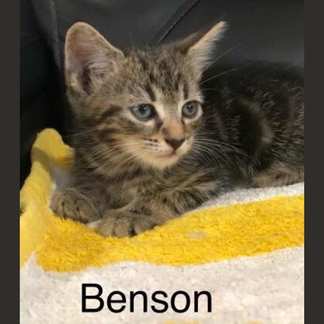 Photo of Benson