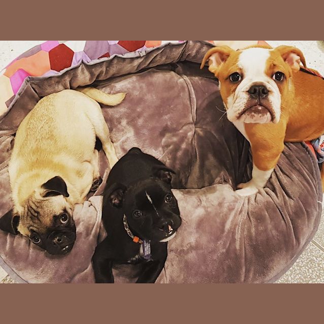 Photo of Piglet *Adoption Pending*