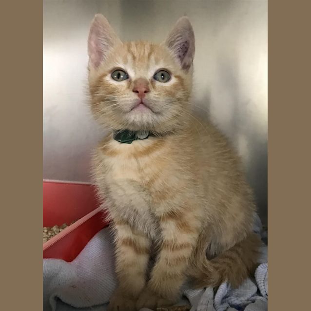 Photo of Newt