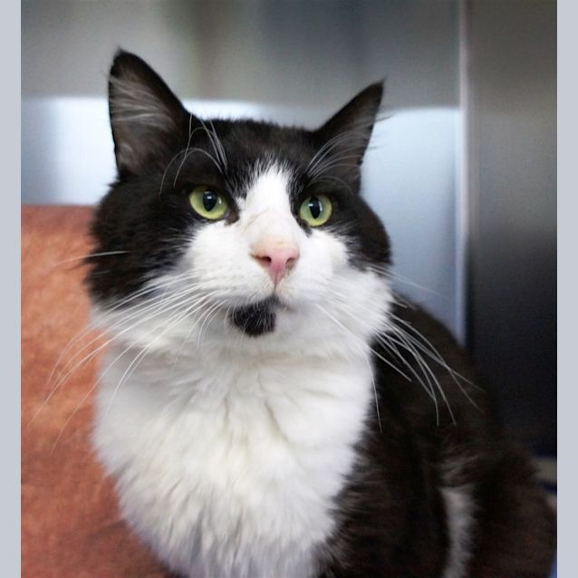 Photo of Bandit
