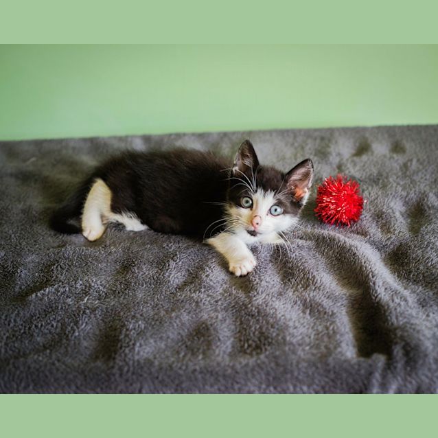 Photo of Kitty Named Binky 