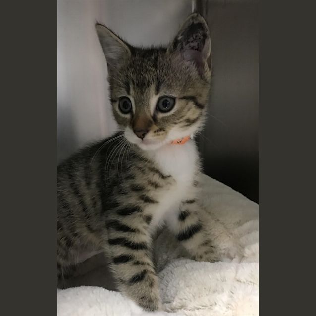 Photo of Luna