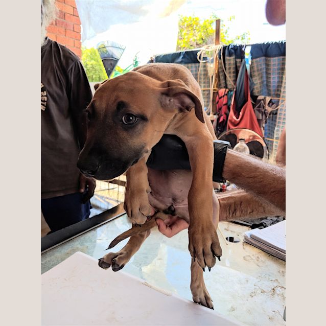 Photo of Indigo