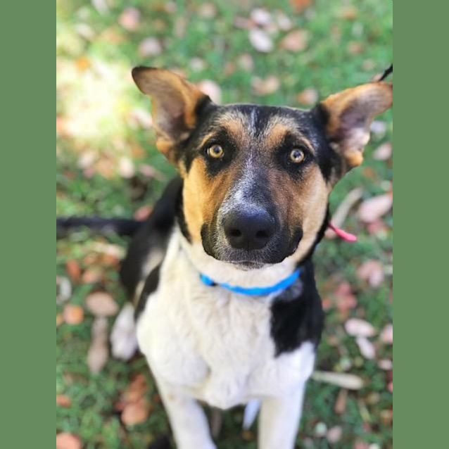 Photo of Henry