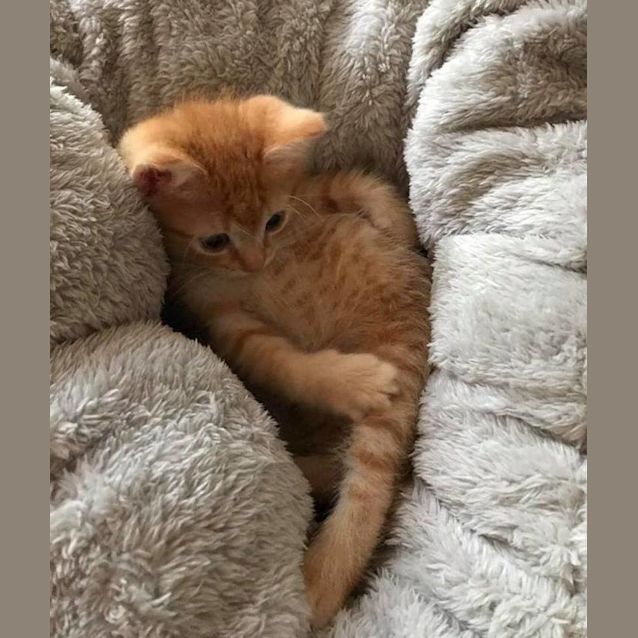 Photo of Krumpet **2nd Chance Cat Rescue**