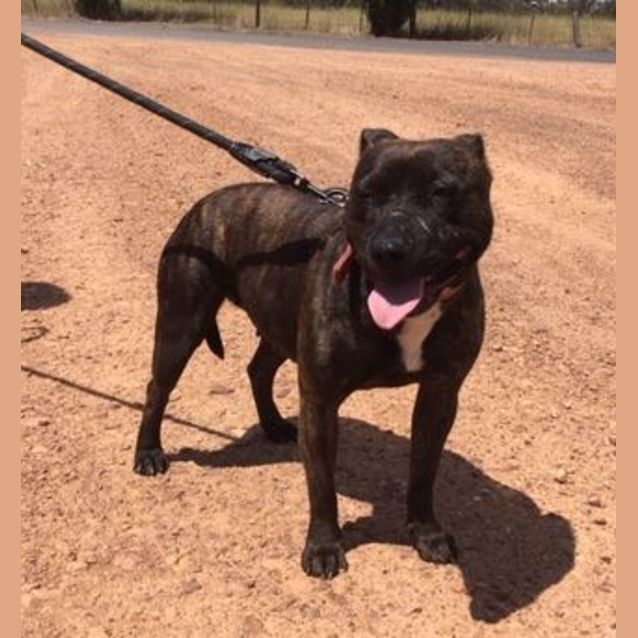 Photo of 🌺 Roxy 🌺