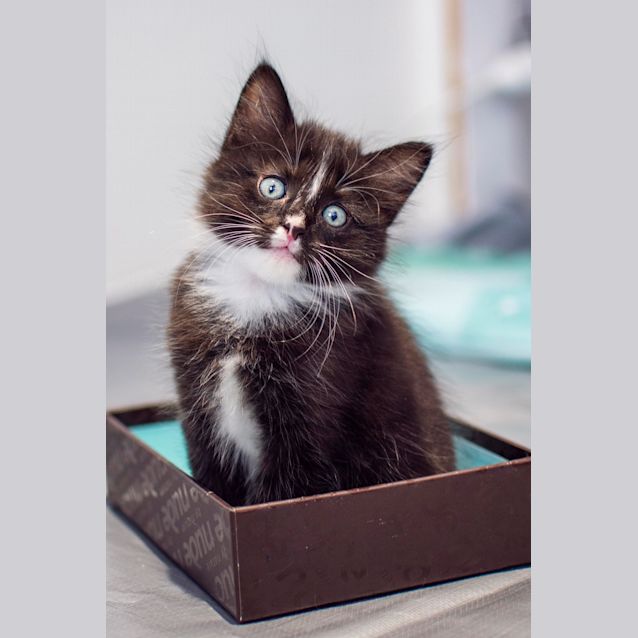 Photo of Christopher Columbus