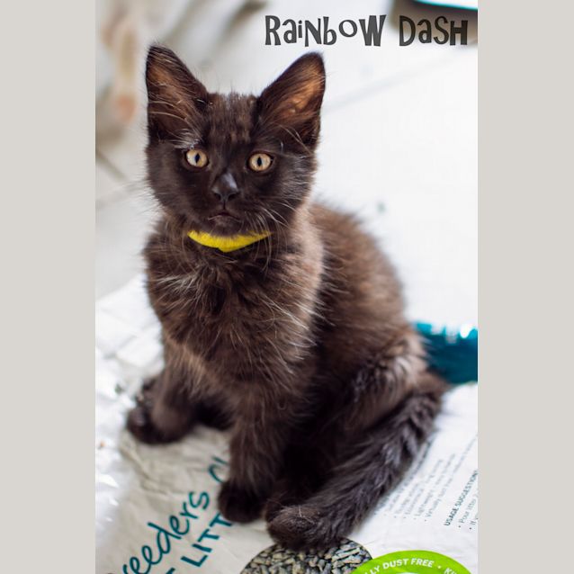 Photo of Rainbow Dash