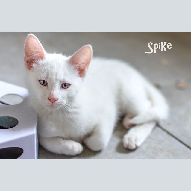 Photo of Spike
