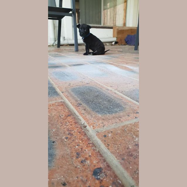Photo of Jaguar 