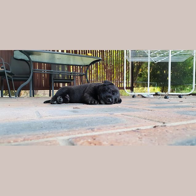Photo of Cooper 