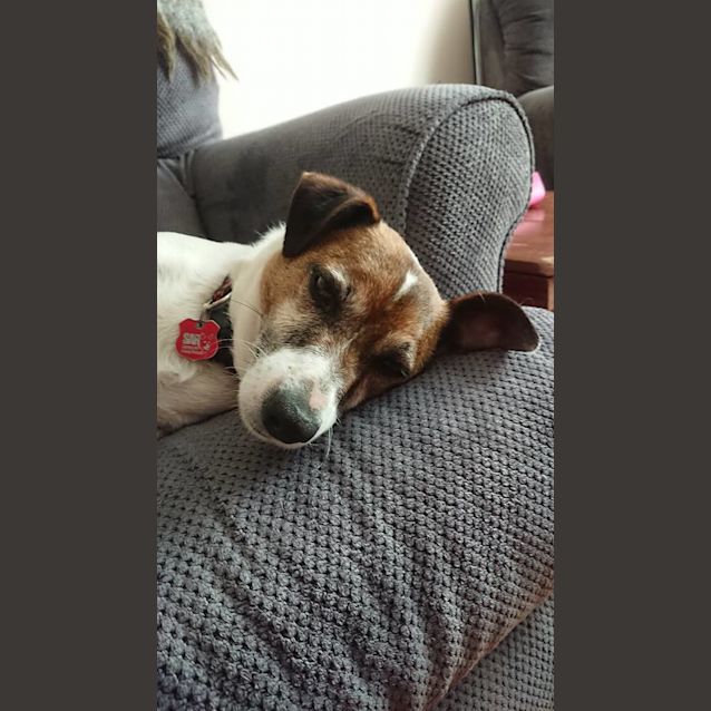 Photo of Yoshi