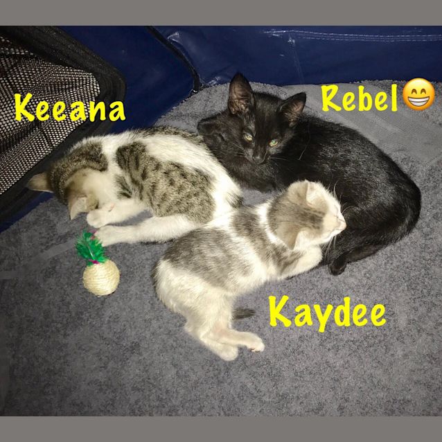 Photo of Keeana **2nd Chance Cat Rescue**