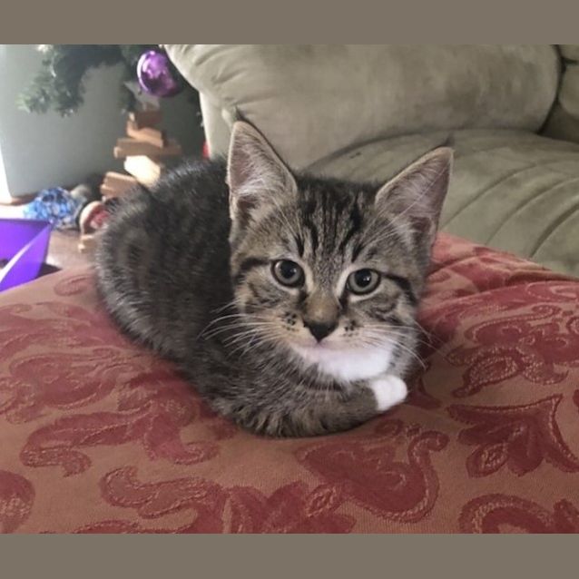 Photo of Tigs **2nd Chance Cat Rescue**