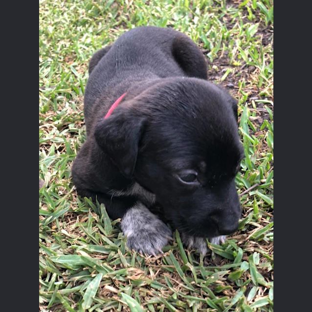Photo of Mini 