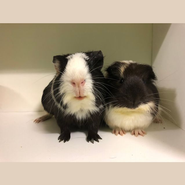 Photo of Brussel & Cupid 