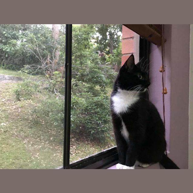 Photo of Mittens