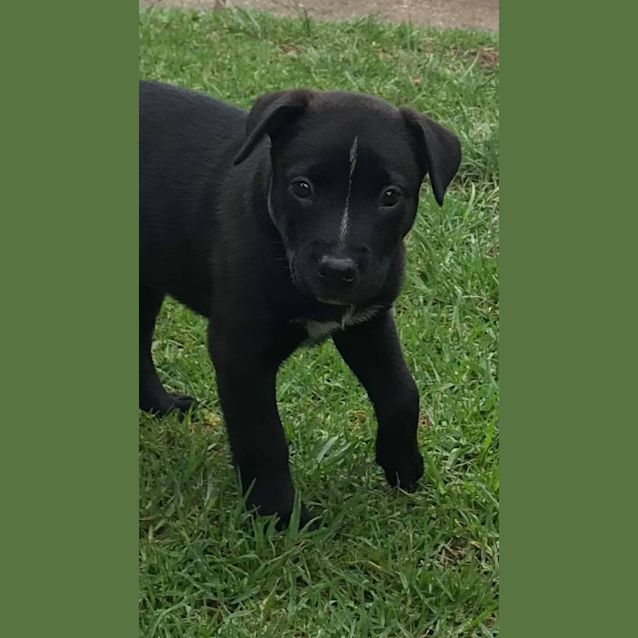 Photo of Shiloh