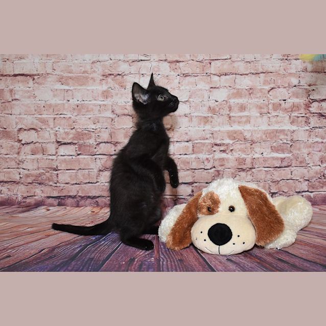 Photo of Loki