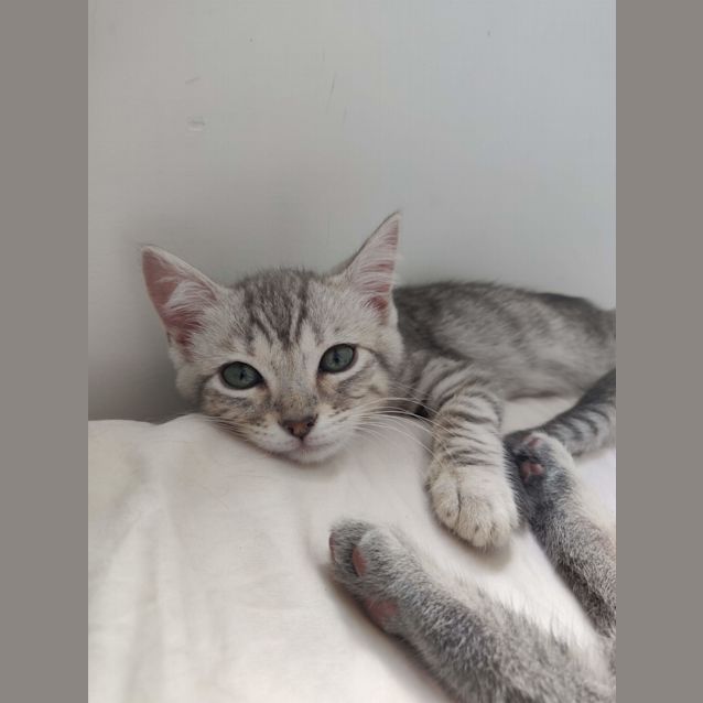 Photo of Beau