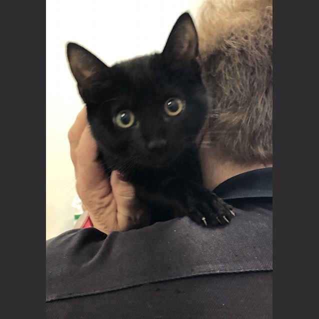 Photo of Piper