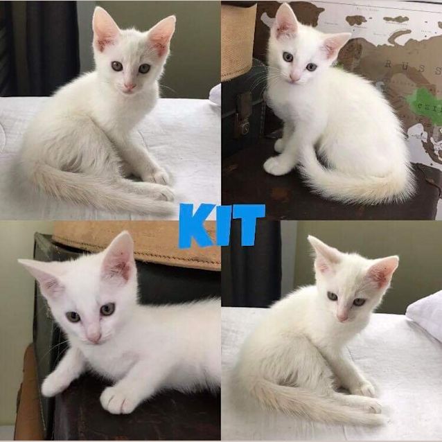Photo of Kit