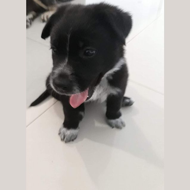 Photo of Lotus 