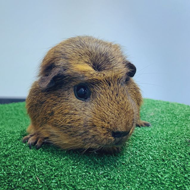 Photo of Bernard