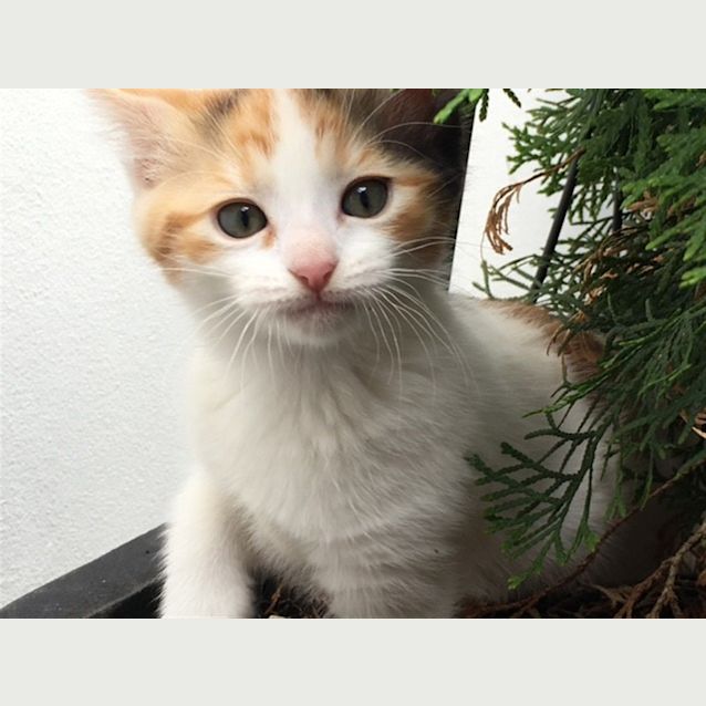 Photo of Twinkle