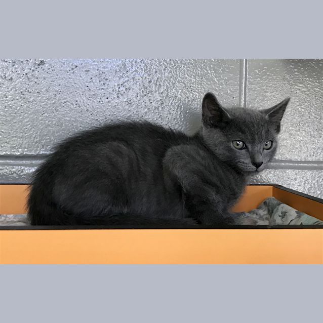 Photo of Smokey
