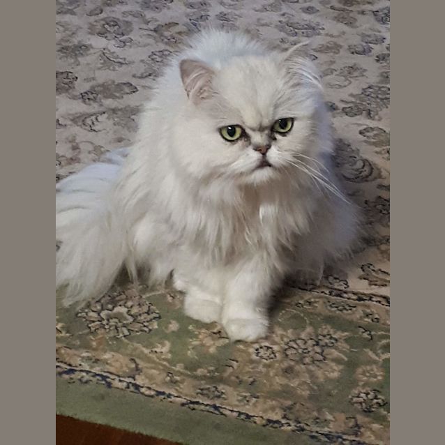 Photo of Bella