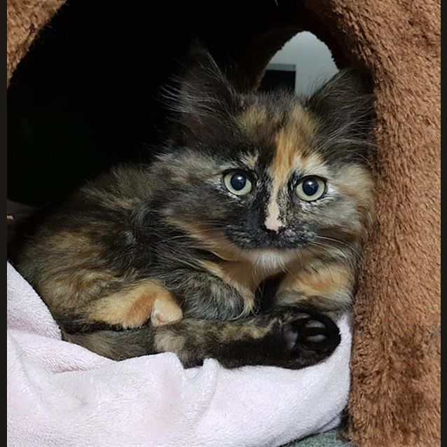 Photo of Blossom