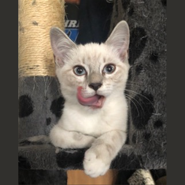 Photo of Ketzia