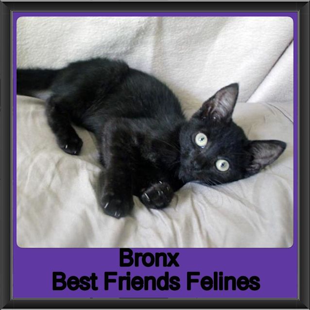 Photo of Bronx