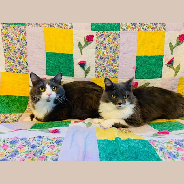 Photo of Solomon & Seraphina