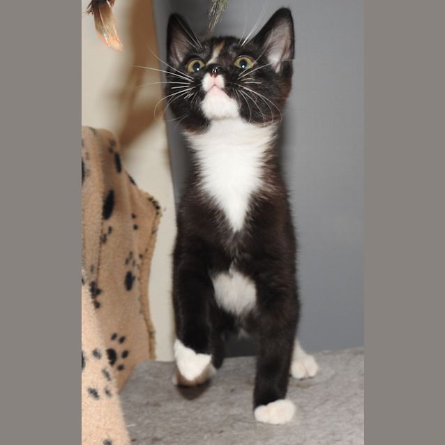 Photo of Daffy @ Petstock Marsden Park