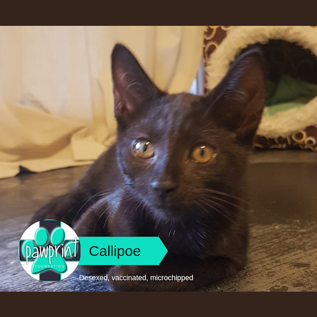 Photo of Calliope