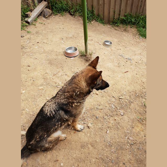 Photo of Arthur (Bonded With Ivy)