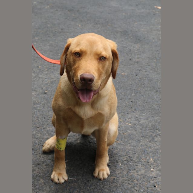 Photo of Rex