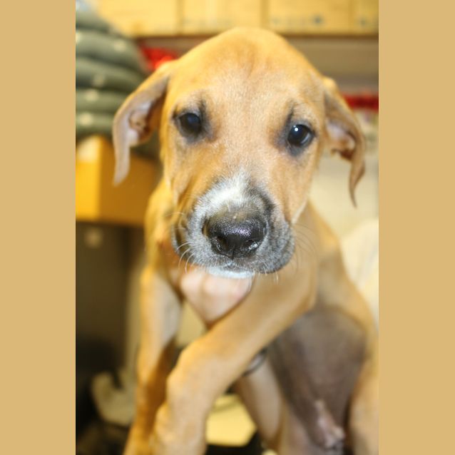 Photo of Dixie