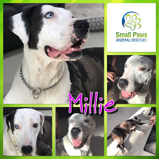 Photo of Millie