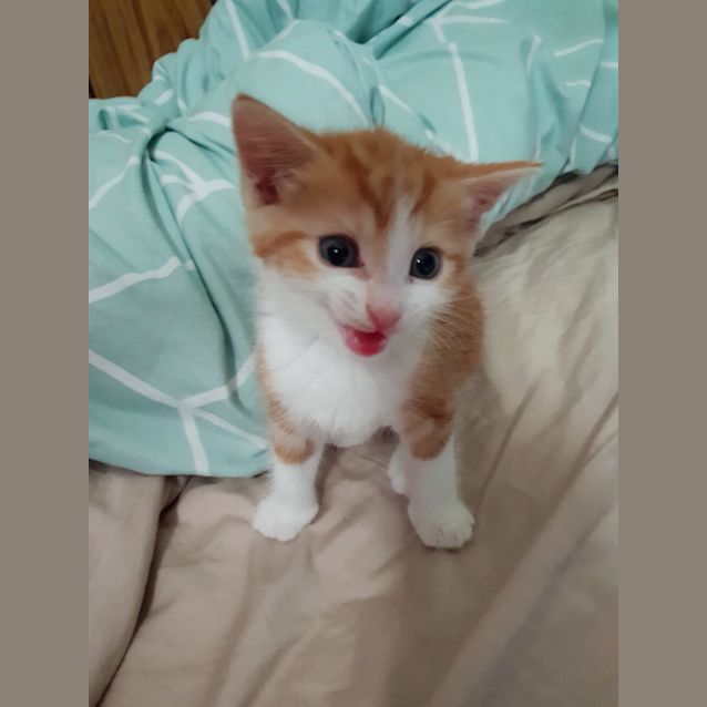 Photo of Georgie The Adventure Kitten!
