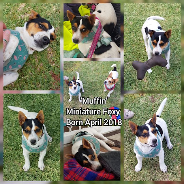 Photo of Muffin & Tuppence